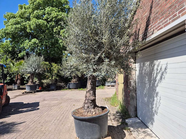 Olijfboom old trunk - olea europaea - 75 jaar oud - hoogte ca. 300 cm - afbeelding 4 van  6