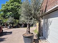 Olijfboom old trunk - olea europaea - 75 jaar oud - hoogte ca. 300 cm - afbeelding 4 van  6
