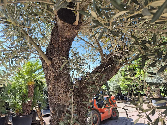 Olijfboom old trunk - olea europaea - 75 jaar oud - hoogte ca. 300 cm - afbeelding 5 van  6