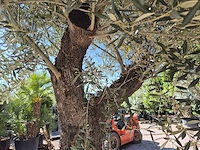 Olijfboom old trunk - olea europaea - 75 jaar oud - hoogte ca. 300 cm - afbeelding 5 van  6