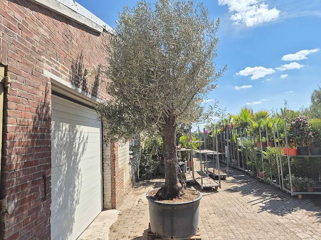 Olijfboom old trunk - olea europaea - 75 jaar oud - hoogte ca. 300 cm - afbeelding 6 van  6