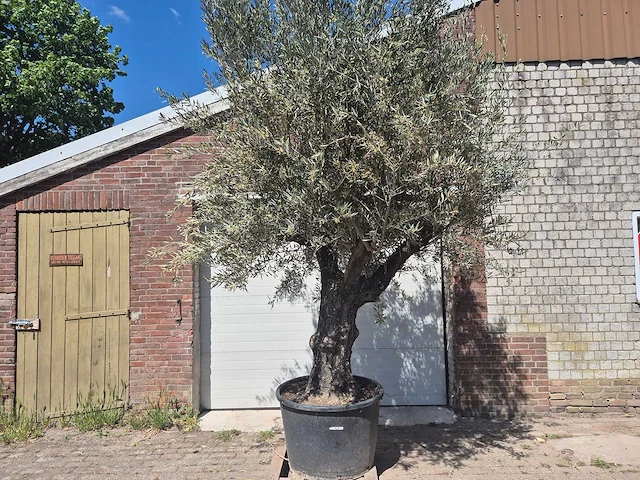 Olijfboom old trunk - olea europaea - 75 jaar oud - hoogte ca. 300 cm - afbeelding 1 van  7