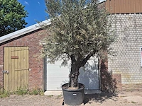 Olijfboom old trunk - olea europaea - 75 jaar oud - hoogte ca. 300 cm - afbeelding 1 van  7