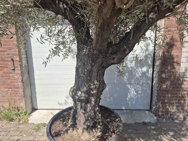 Olijfboom old trunk - olea europaea - 75 jaar oud - hoogte ca. 300 cm - afbeelding 2 van  7