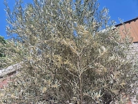 Olijfboom old trunk - olea europaea - 75 jaar oud - hoogte ca. 300 cm - afbeelding 3 van  7