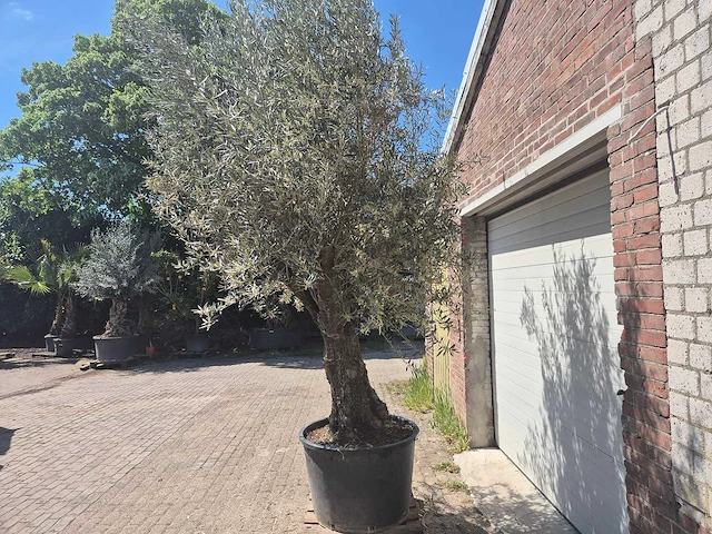 Olijfboom old trunk - olea europaea - 75 jaar oud - hoogte ca. 300 cm - afbeelding 4 van  7