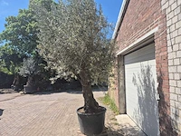 Olijfboom old trunk - olea europaea - 75 jaar oud - hoogte ca. 300 cm - afbeelding 4 van  7