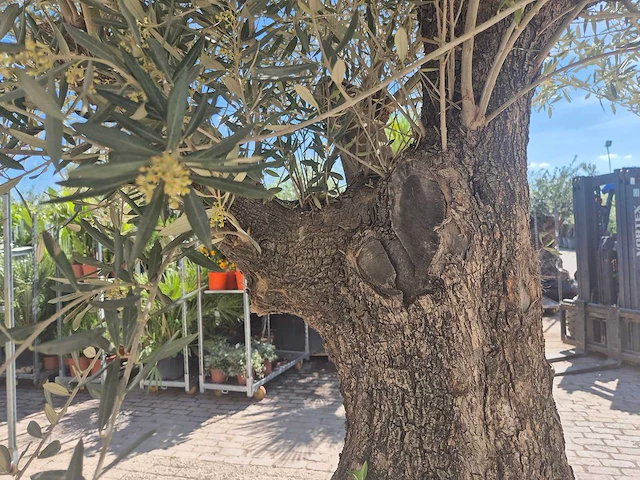 Olijfboom old trunk - olea europaea - 75 jaar oud - hoogte ca. 300 cm - afbeelding 5 van  7