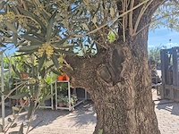 Olijfboom old trunk - olea europaea - 75 jaar oud - hoogte ca. 300 cm - afbeelding 5 van  7