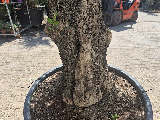 Olijfboom old trunk - olea europaea - 75 jaar oud - hoogte ca. 300 cm - afbeelding 6 van  7