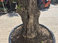 Olijfboom old trunk - olea europaea - 75 jaar oud - hoogte ca. 300 cm - afbeelding 6 van  7