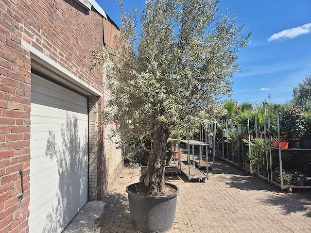 Olijfboom old trunk - olea europaea - 75 jaar oud - hoogte ca. 300 cm - afbeelding 7 van  7