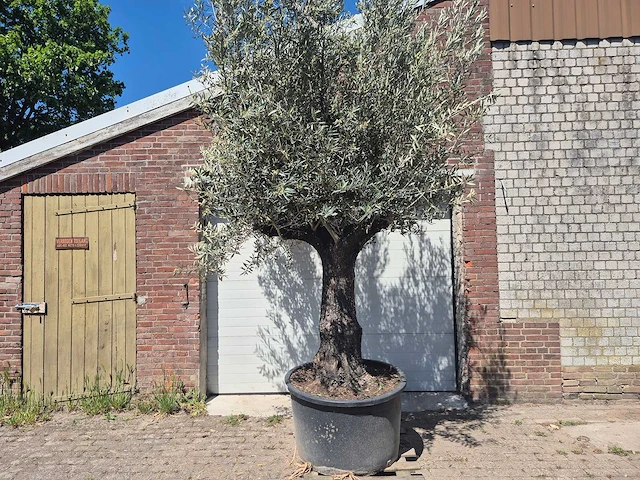 Olijfboom old trunk - olea europaea - 75 jaar oud - hoogte ca. 300 cm - afbeelding 1 van  7