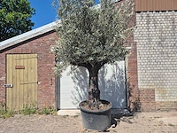 Olijfboom old trunk - olea europaea - 75 jaar oud - hoogte ca. 300 cm - afbeelding 1 van  7