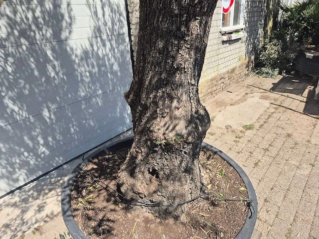 Olijfboom old trunk - olea europaea - 75 jaar oud - hoogte ca. 300 cm - afbeelding 2 van  7