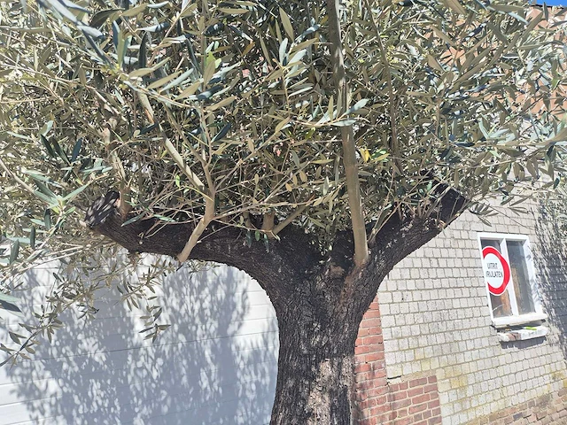 Olijfboom old trunk - olea europaea - 75 jaar oud - hoogte ca. 300 cm - afbeelding 3 van  7