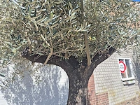 Olijfboom old trunk - olea europaea - 75 jaar oud - hoogte ca. 300 cm - afbeelding 3 van  7