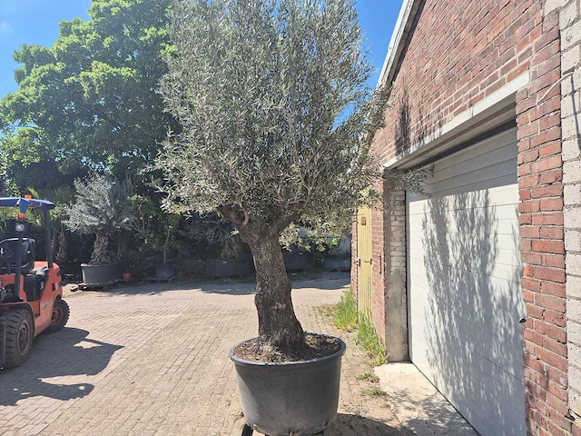 Olijfboom old trunk - olea europaea - 75 jaar oud - hoogte ca. 300 cm - afbeelding 4 van  7