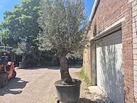 Olijfboom old trunk - olea europaea - 75 jaar oud - hoogte ca. 300 cm - afbeelding 4 van  7