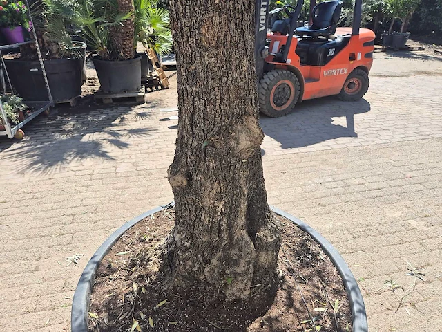 Olijfboom old trunk - olea europaea - 75 jaar oud - hoogte ca. 300 cm - afbeelding 5 van  7