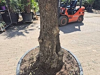 Olijfboom old trunk - olea europaea - 75 jaar oud - hoogte ca. 300 cm - afbeelding 5 van  7