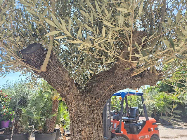 Olijfboom old trunk - olea europaea - 75 jaar oud - hoogte ca. 300 cm - afbeelding 6 van  7