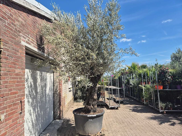 Olijfboom old trunk - olea europaea - 75 jaar oud - hoogte ca. 300 cm - afbeelding 7 van  7