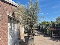 Olijfboom old trunk - olea europaea - 75 jaar oud - hoogte ca. 300 cm - afbeelding 7 van  7
