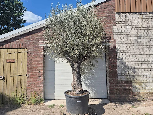 Olijfboom old trunk - olea europaea - 75 jaar oud - hoogte ca. 300 cm - afbeelding 1 van  7