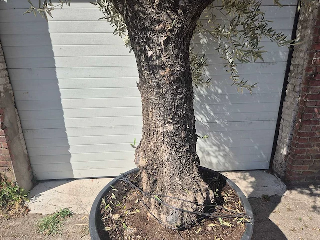 Olijfboom old trunk - olea europaea - 75 jaar oud - hoogte ca. 300 cm - afbeelding 2 van  7