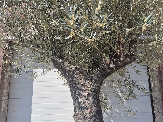 Olijfboom old trunk - olea europaea - 75 jaar oud - hoogte ca. 300 cm - afbeelding 3 van  7