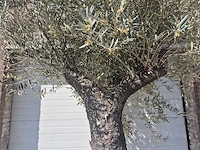 Olijfboom old trunk - olea europaea - 75 jaar oud - hoogte ca. 300 cm - afbeelding 3 van  7