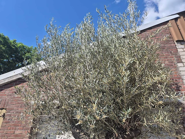 Olijfboom old trunk - olea europaea - 75 jaar oud - hoogte ca. 300 cm - afbeelding 4 van  7