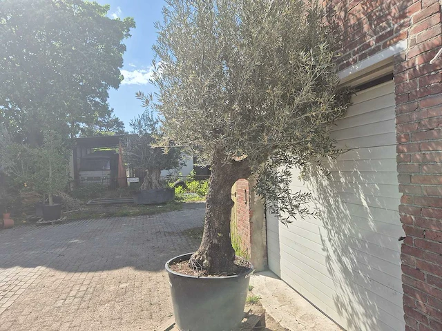 Olijfboom old trunk - olea europaea - 75 jaar oud - hoogte ca. 300 cm - afbeelding 5 van  7