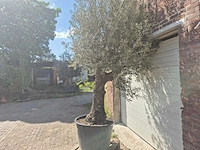 Olijfboom old trunk - olea europaea - 75 jaar oud - hoogte ca. 300 cm - afbeelding 5 van  7