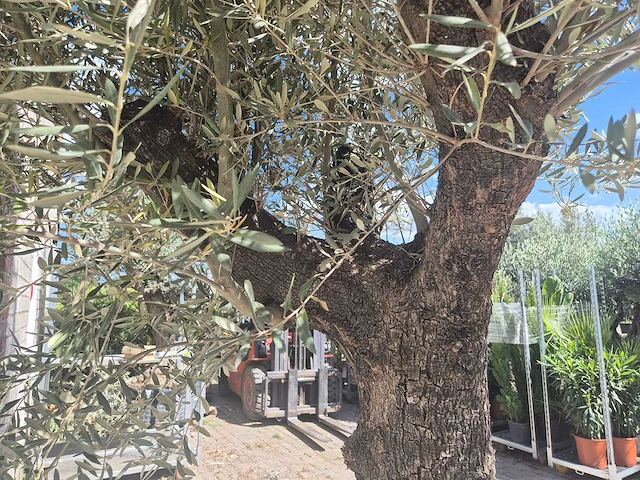 Olijfboom old trunk - olea europaea - 75 jaar oud - hoogte ca. 300 cm - afbeelding 6 van  7
