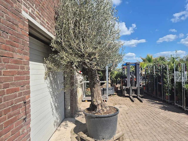 Olijfboom old trunk - olea europaea - 75 jaar oud - hoogte ca. 300 cm - afbeelding 7 van  7