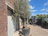 Olijfboom old trunk - olea europaea - 75 jaar oud - hoogte ca. 300 cm - afbeelding 7 van  7