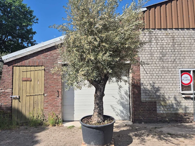 Olijfboom old trunk - olea europaea - 75 jaar oud - hoogte ca. 300 cm - afbeelding 1 van  7