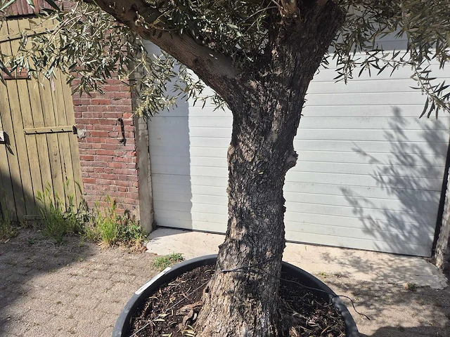 Olijfboom old trunk - olea europaea - 75 jaar oud - hoogte ca. 300 cm - afbeelding 2 van  7