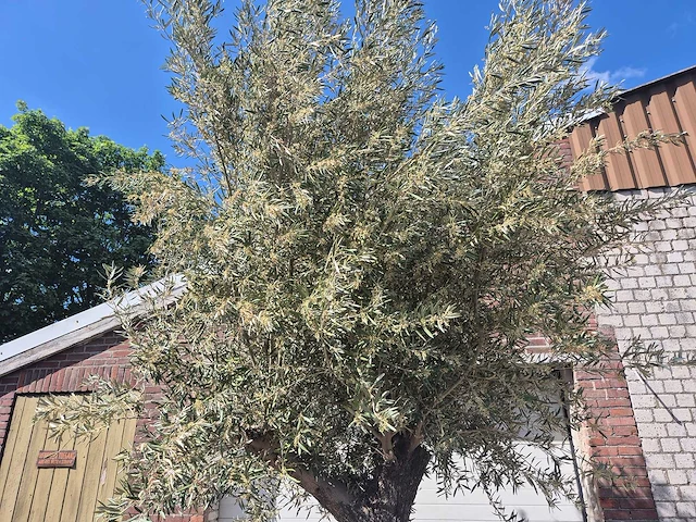 Olijfboom old trunk - olea europaea - 75 jaar oud - hoogte ca. 300 cm - afbeelding 3 van  7