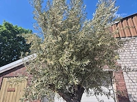 Olijfboom old trunk - olea europaea - 75 jaar oud - hoogte ca. 300 cm - afbeelding 3 van  7