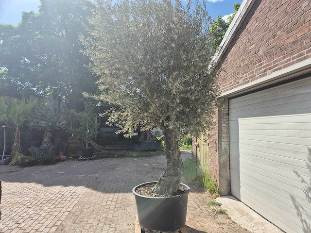 Olijfboom old trunk - olea europaea - 75 jaar oud - hoogte ca. 300 cm - afbeelding 4 van  7