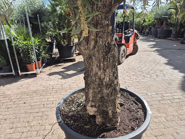 Olijfboom old trunk - olea europaea - 75 jaar oud - hoogte ca. 300 cm - afbeelding 5 van  7