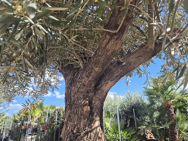 Olijfboom old trunk - olea europaea - 75 jaar oud - hoogte ca. 300 cm - afbeelding 6 van  7