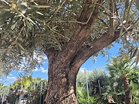 Olijfboom old trunk - olea europaea - 75 jaar oud - hoogte ca. 300 cm - afbeelding 6 van  7
