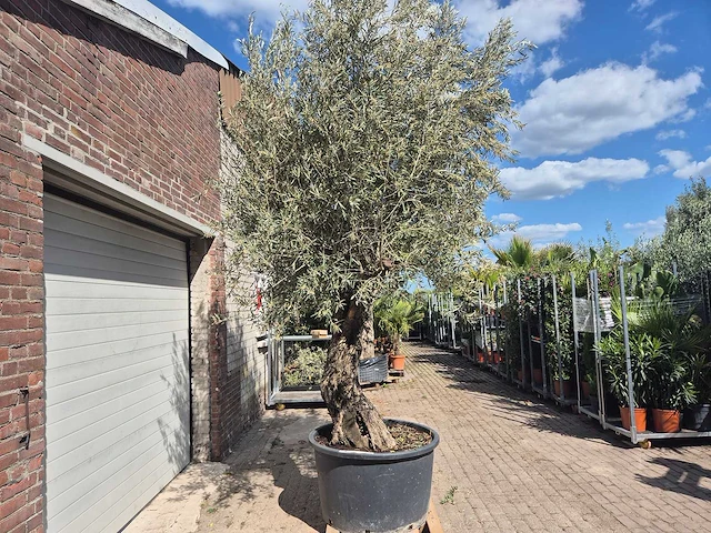 Olijfboom old trunk - olea europaea - 75 jaar oud - hoogte ca. 300 cm - afbeelding 7 van  7
