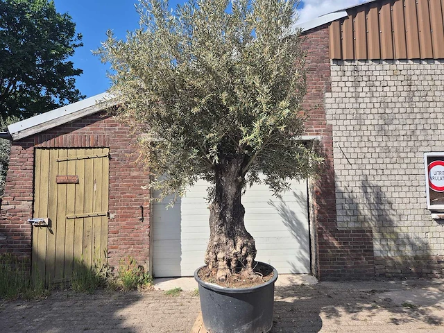 Olijfboom old trunk - olea europaea - 75 jaar oud - hoogte ca. 300 cm - afbeelding 1 van  7