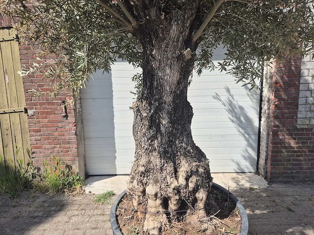 Olijfboom old trunk - olea europaea - 75 jaar oud - hoogte ca. 300 cm - afbeelding 2 van  7