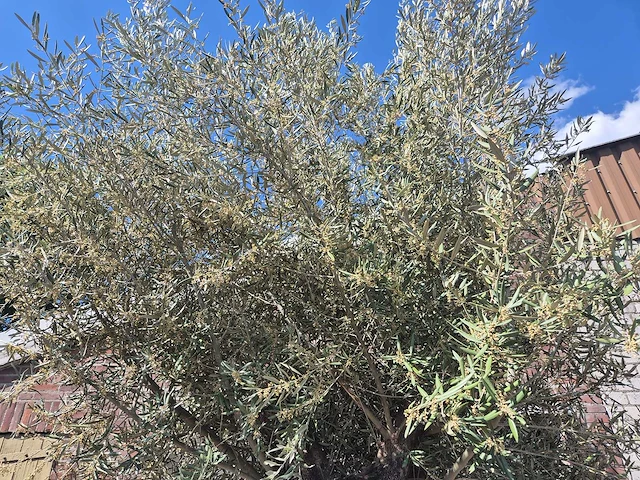 Olijfboom old trunk - olea europaea - 75 jaar oud - hoogte ca. 300 cm - afbeelding 3 van  7